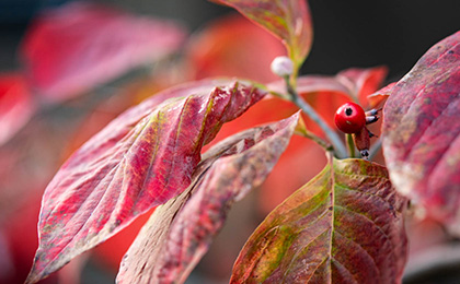 秋の草花の写真