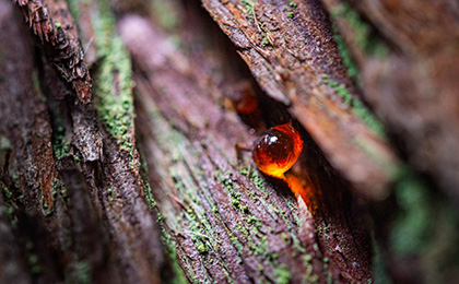  秋の草花の写真