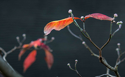秋の草花の写真