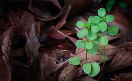 秋の草花の写真