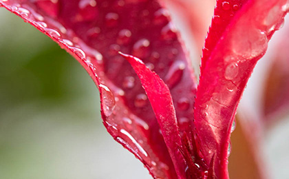 秋の草花の写真