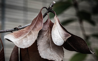 秋の草花の写真