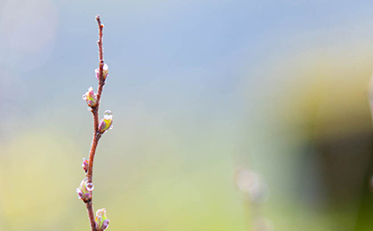秋の草花の写真
