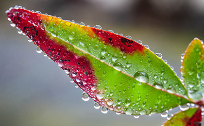 秋の草花の写真