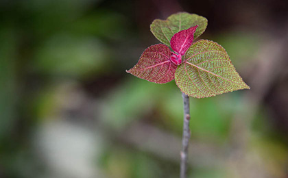 秋の草花の写真