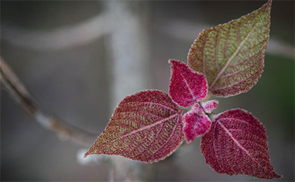 秋の草花の写真